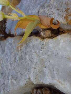 Image of Ornithogalum richtersveldensis