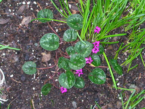 Image of Cyclamen coum Miller