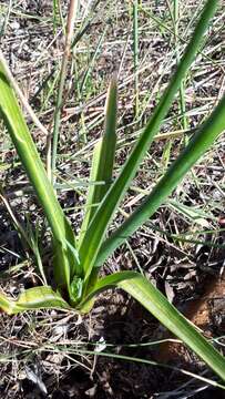 Image of Albuca flaccida Jacq.