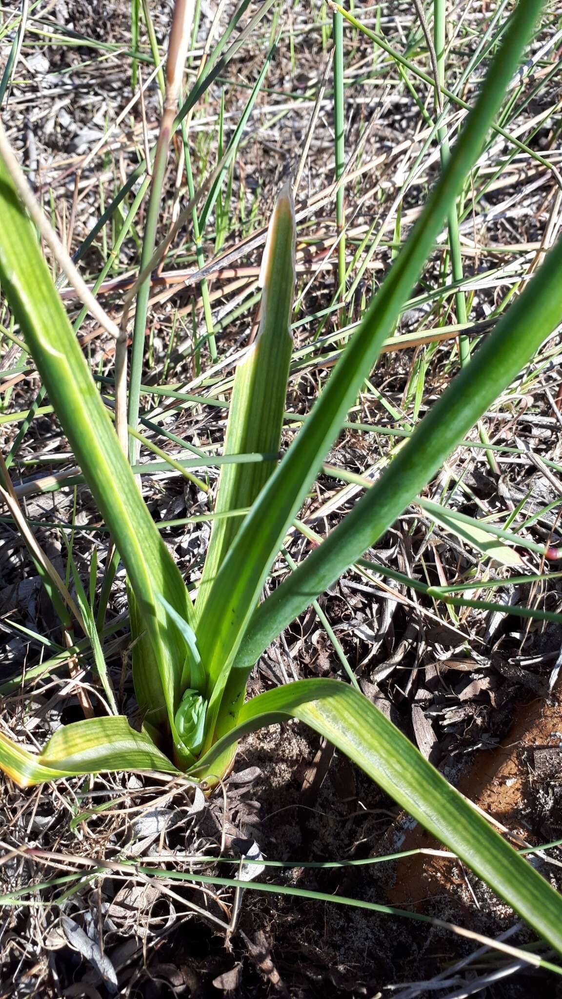 Image of Albuca flaccida Jacq.