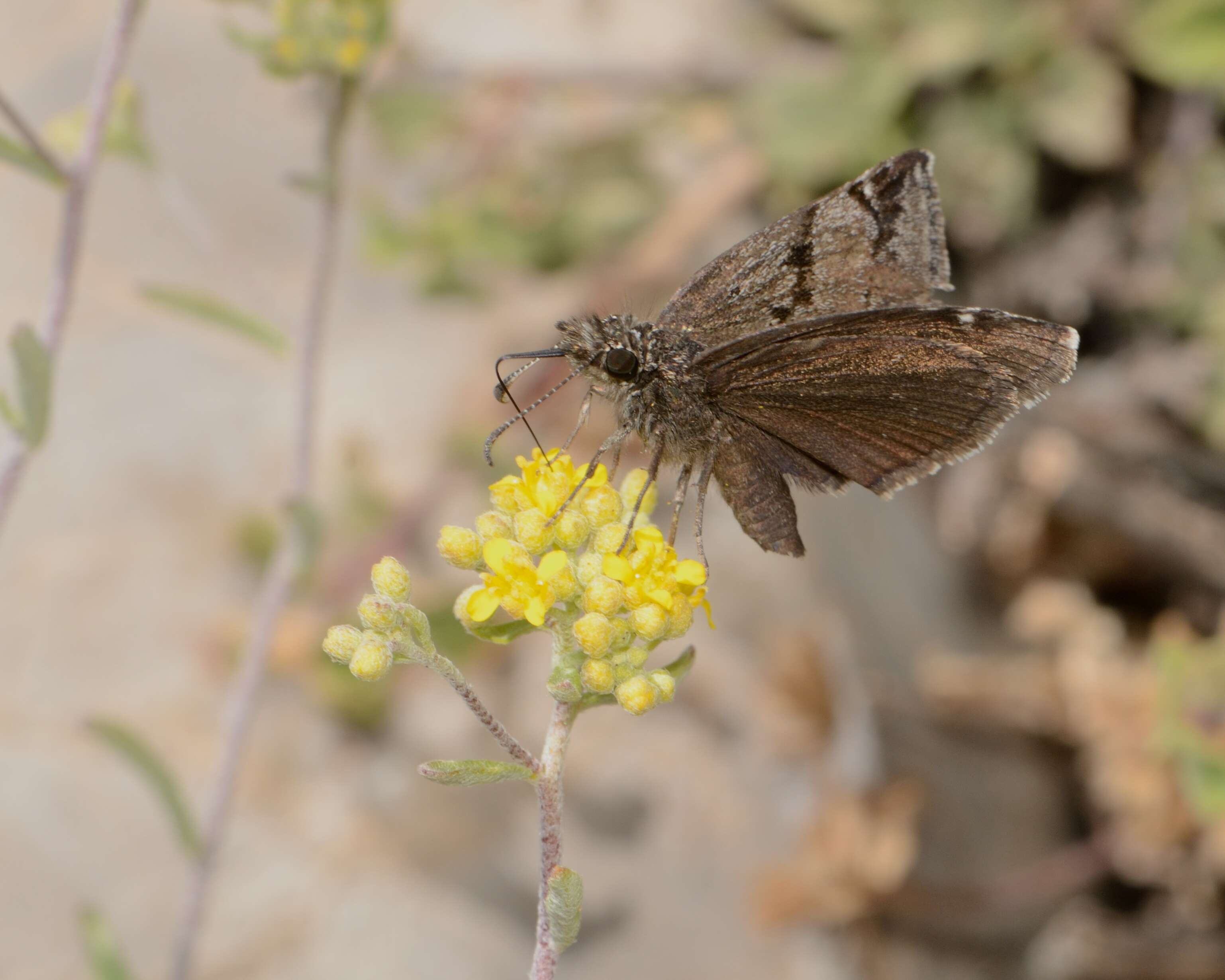 Imagem de Erynnis marloyi Boisduval 1832