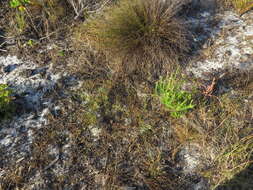 Image of Lebeckia contaminata (L.) Thunb.