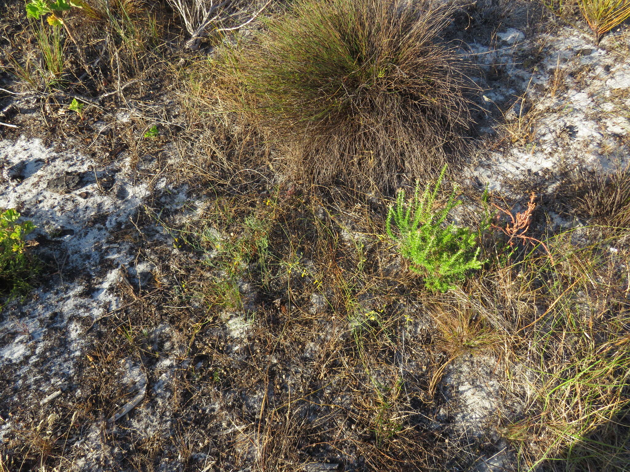 Image of Lebeckia contaminata (L.) Thunb.