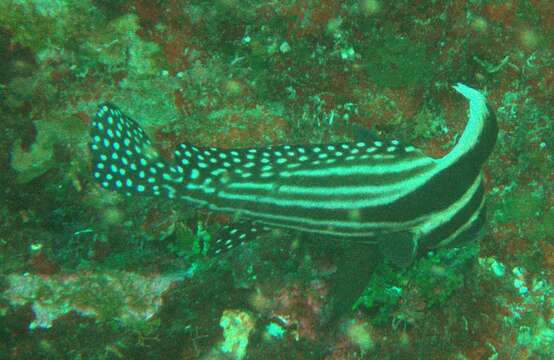 صورة Equetus punctatus (Bloch & Schneider 1801)