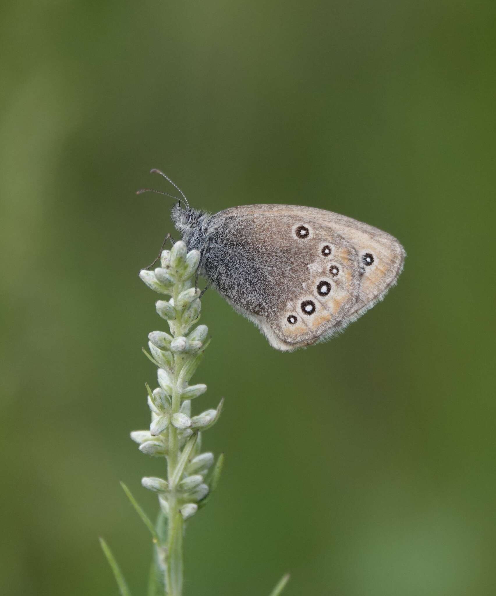 Image of Coenonympha amaryllis Cramer 1782