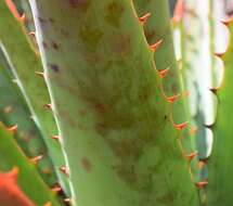 Image of Pretoria aloe