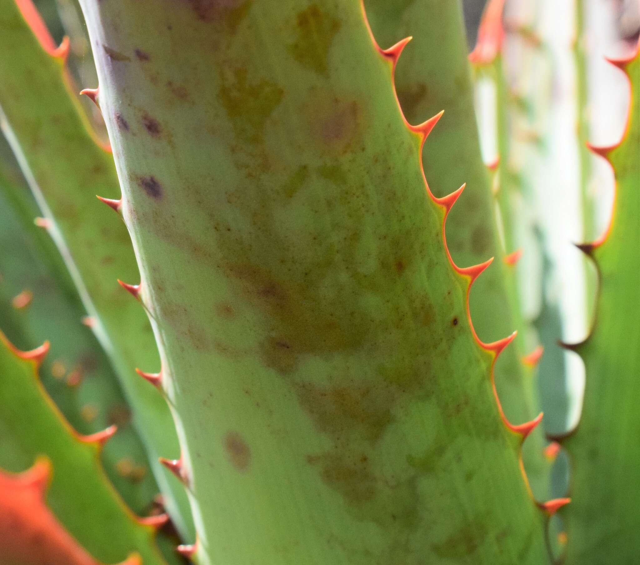 Image of Pretoria aloe