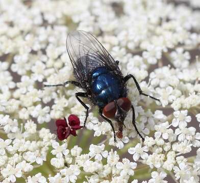 Image of Protocalliphora azurea (Fallen 1817)