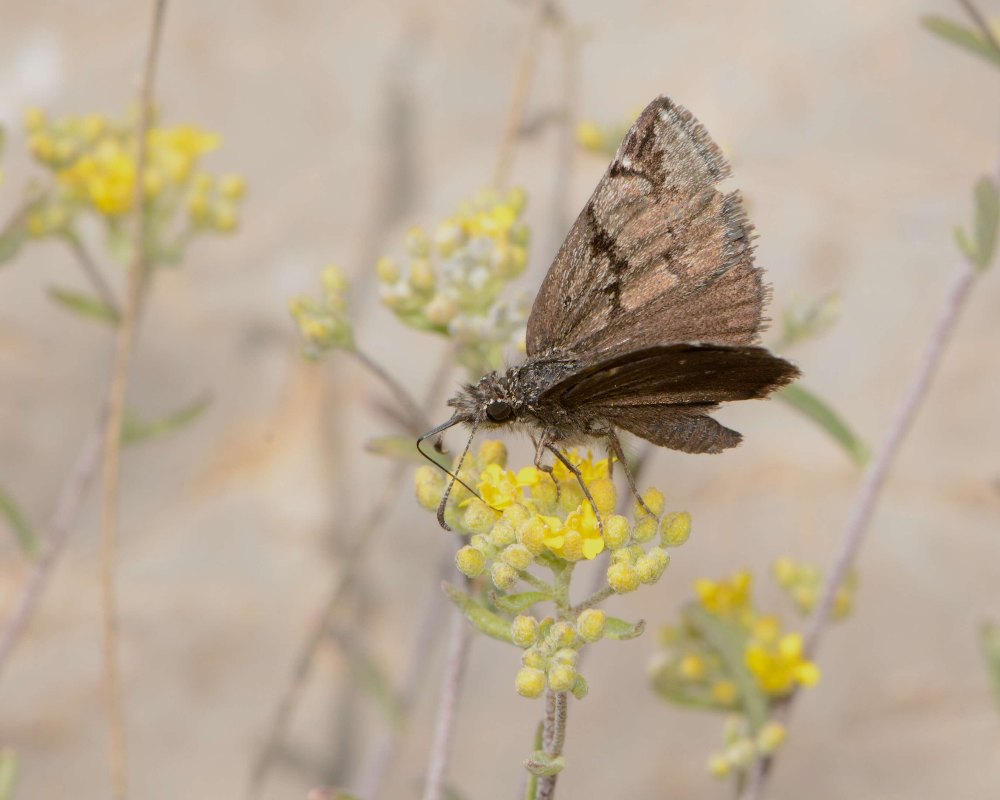 Imagem de Erynnis marloyi Boisduval 1832