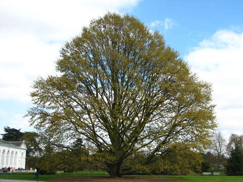 Image of Chestnut-leaved Oak