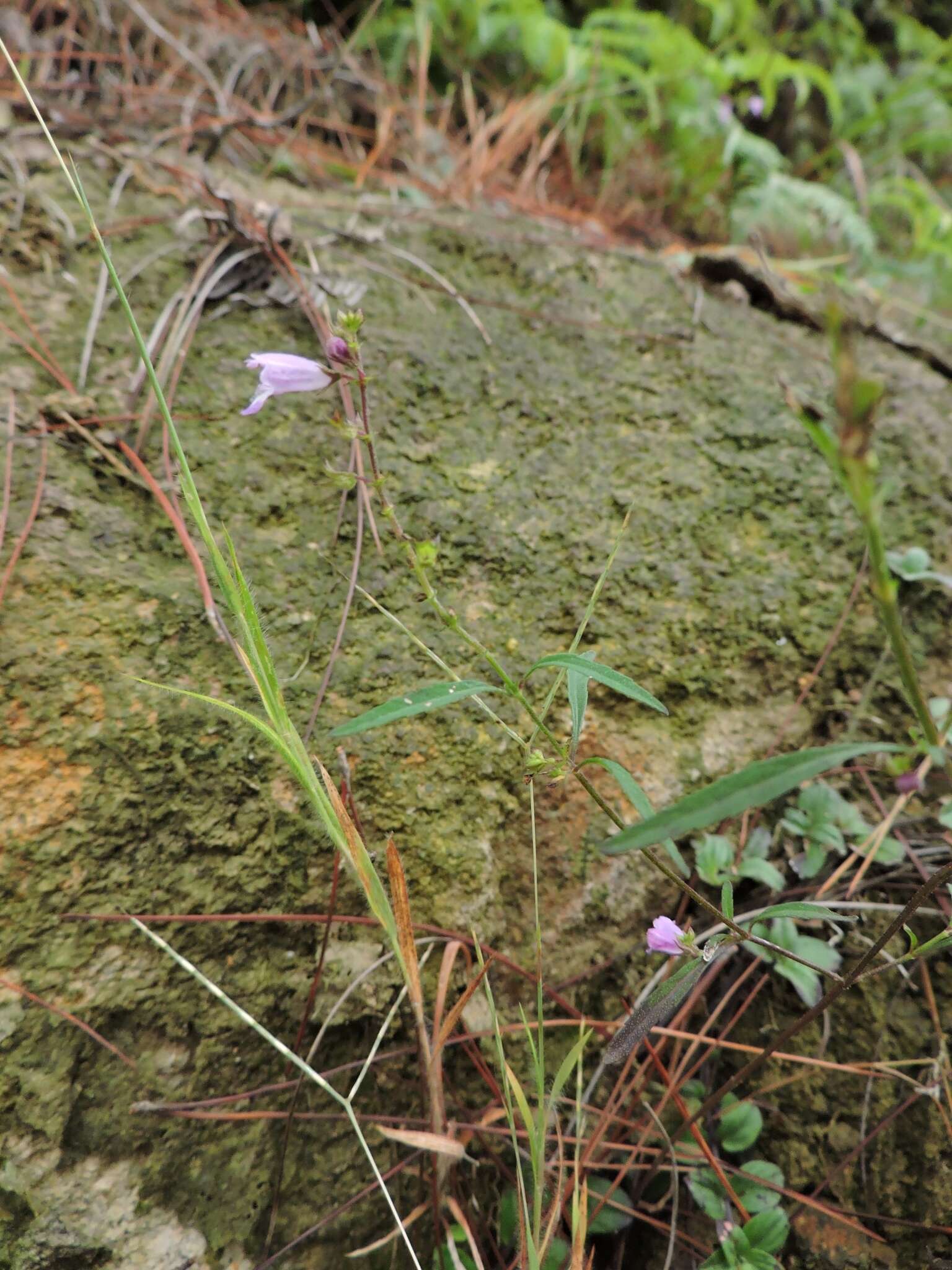 Image of Mosla soochouensis Matsuda