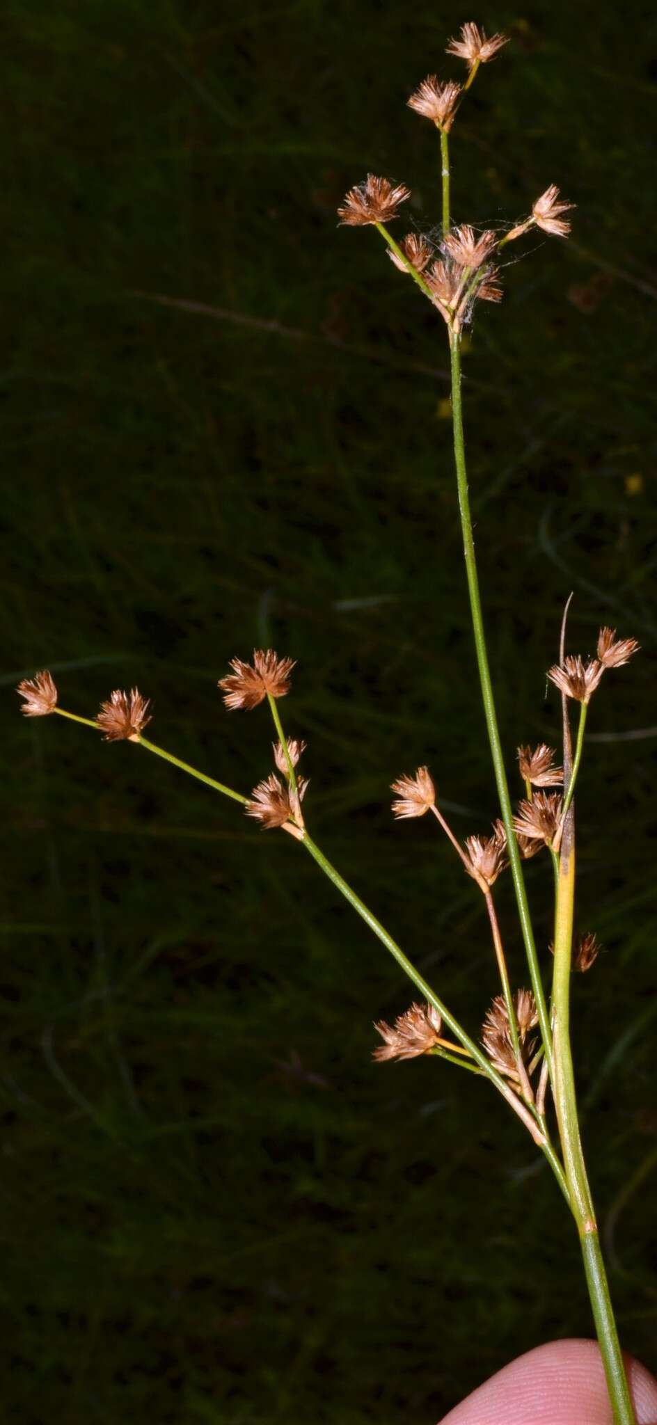 Plancia ëd Juncus acuminatus Michx.