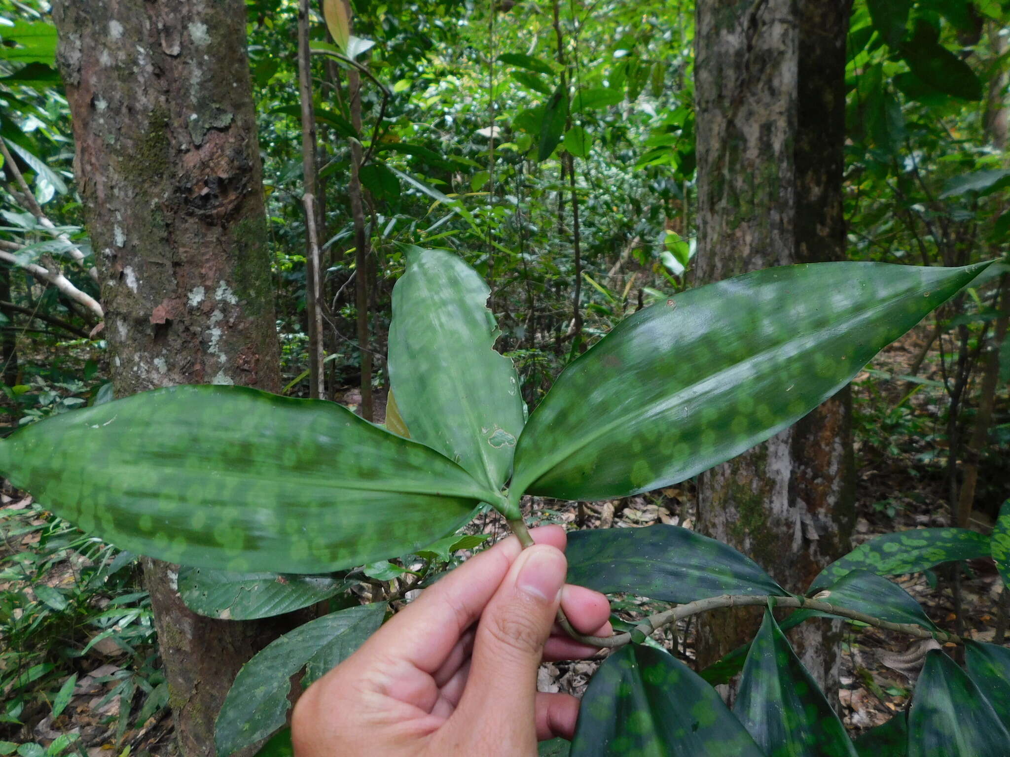 Image of gold dust dracaena