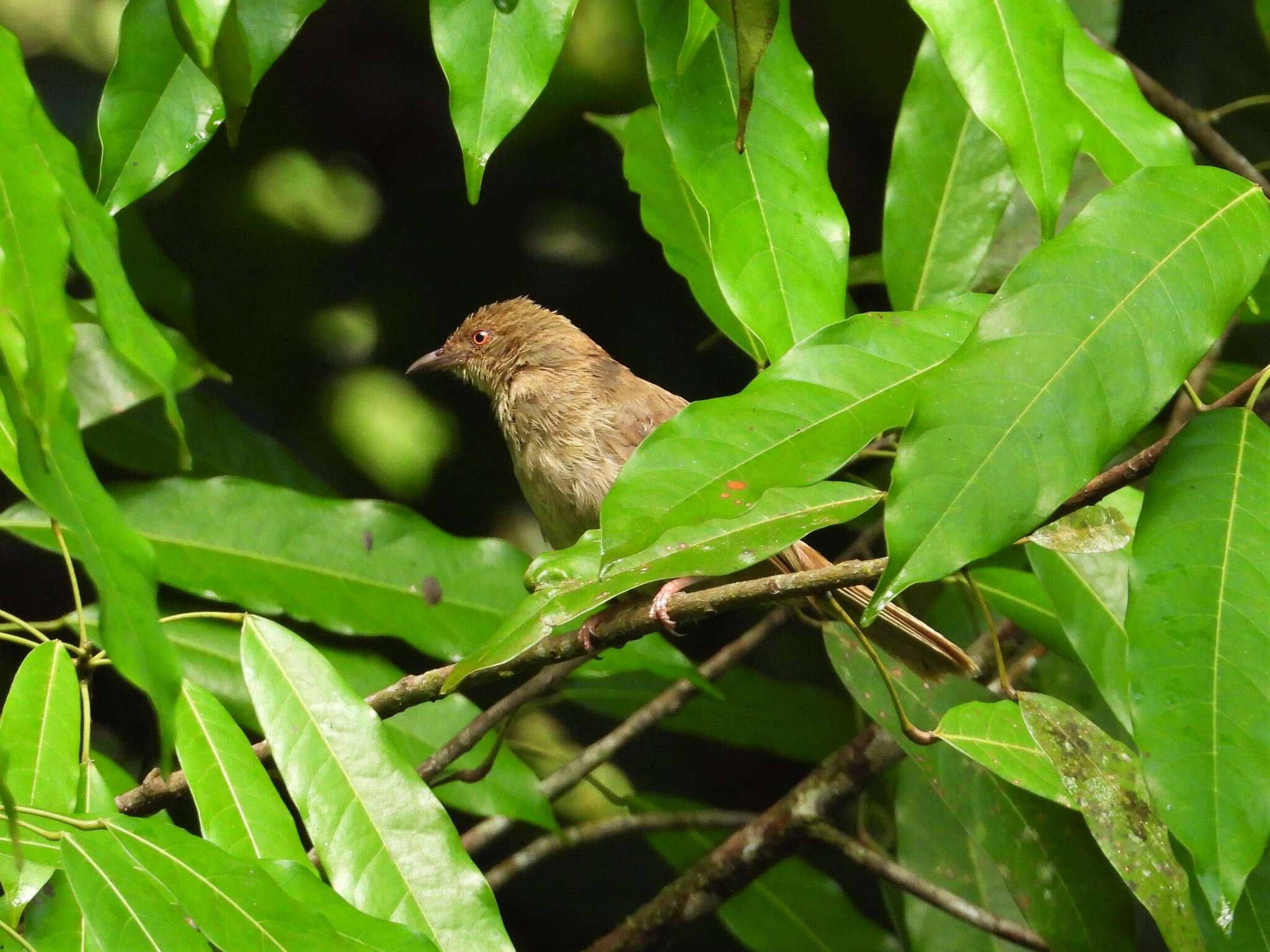 Image of Asian Red-eyed Bulbul