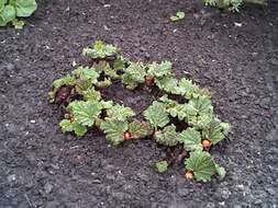 Image of garden rhubarb