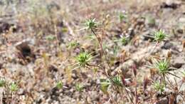 Image of Navarretia miwukensis D. Gowen & L. A. Johnson