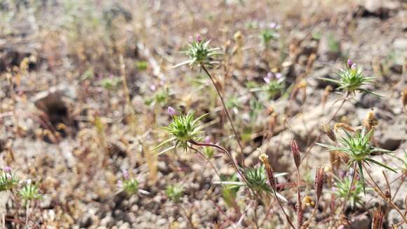 Image of Navarretia miwukensis D. Gowen & L. A. Johnson