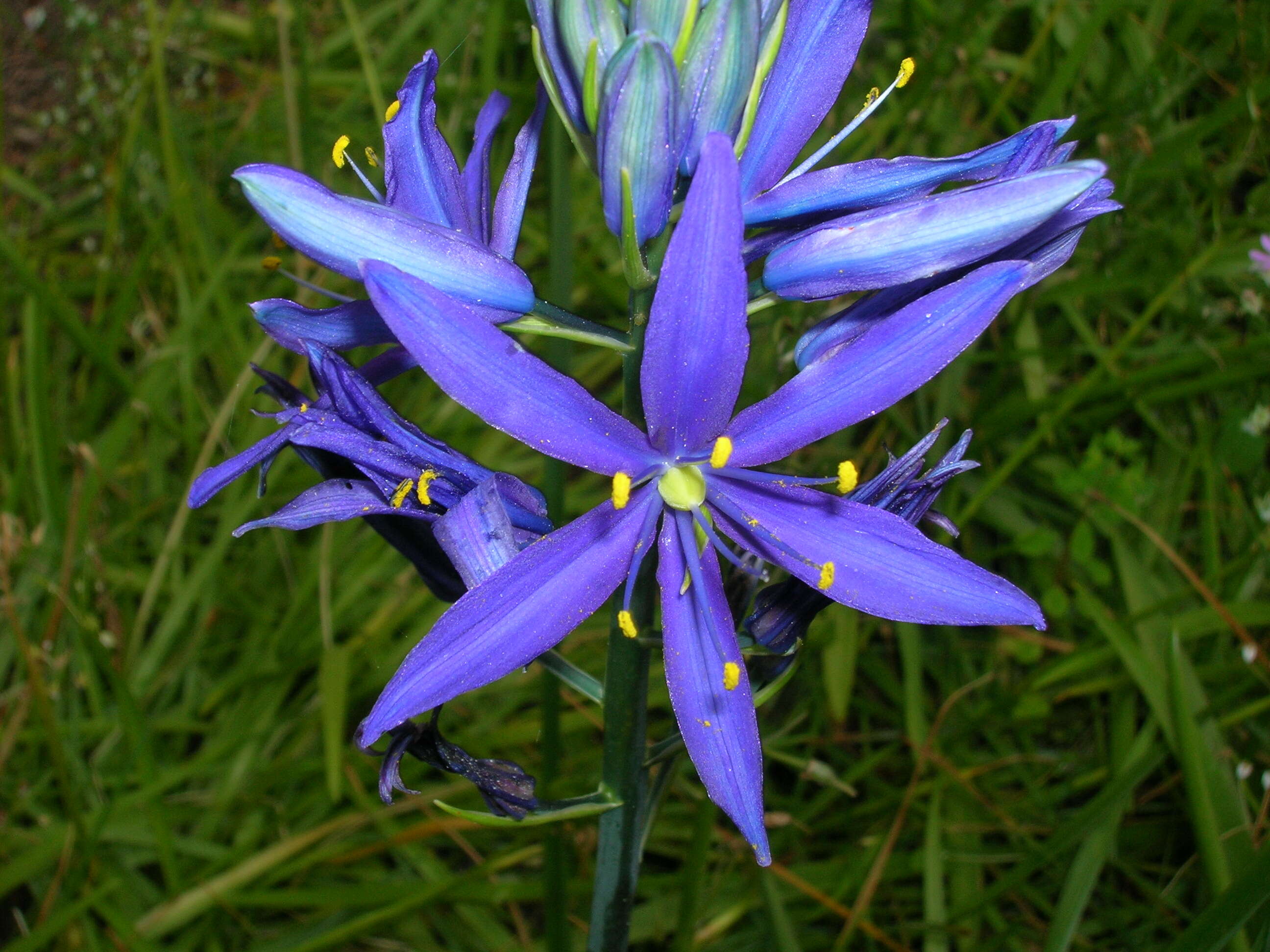 Image de pommes des prairies