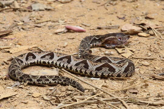 Image of Piraja's Lancehead