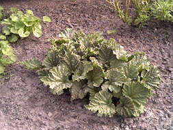 Image of garden rhubarb