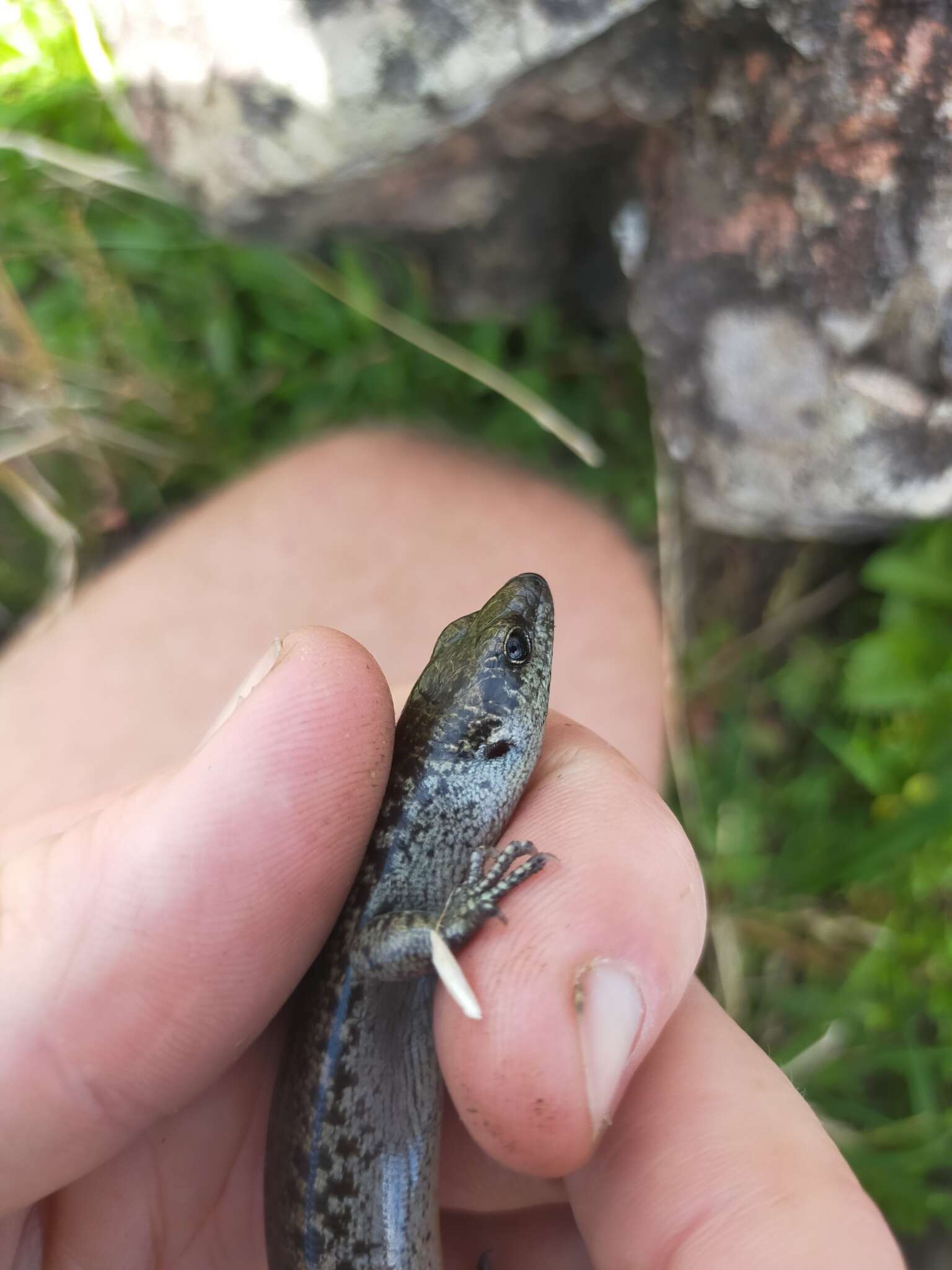 Image of Egg-laying Skink