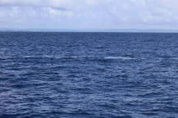 Image of Bryde's Whale