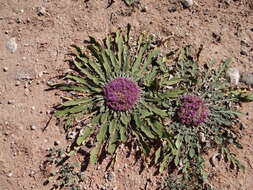 Image de Platycarphella carlinoides (Oliv. & Hiern) V. A. Funk & H. Rob.