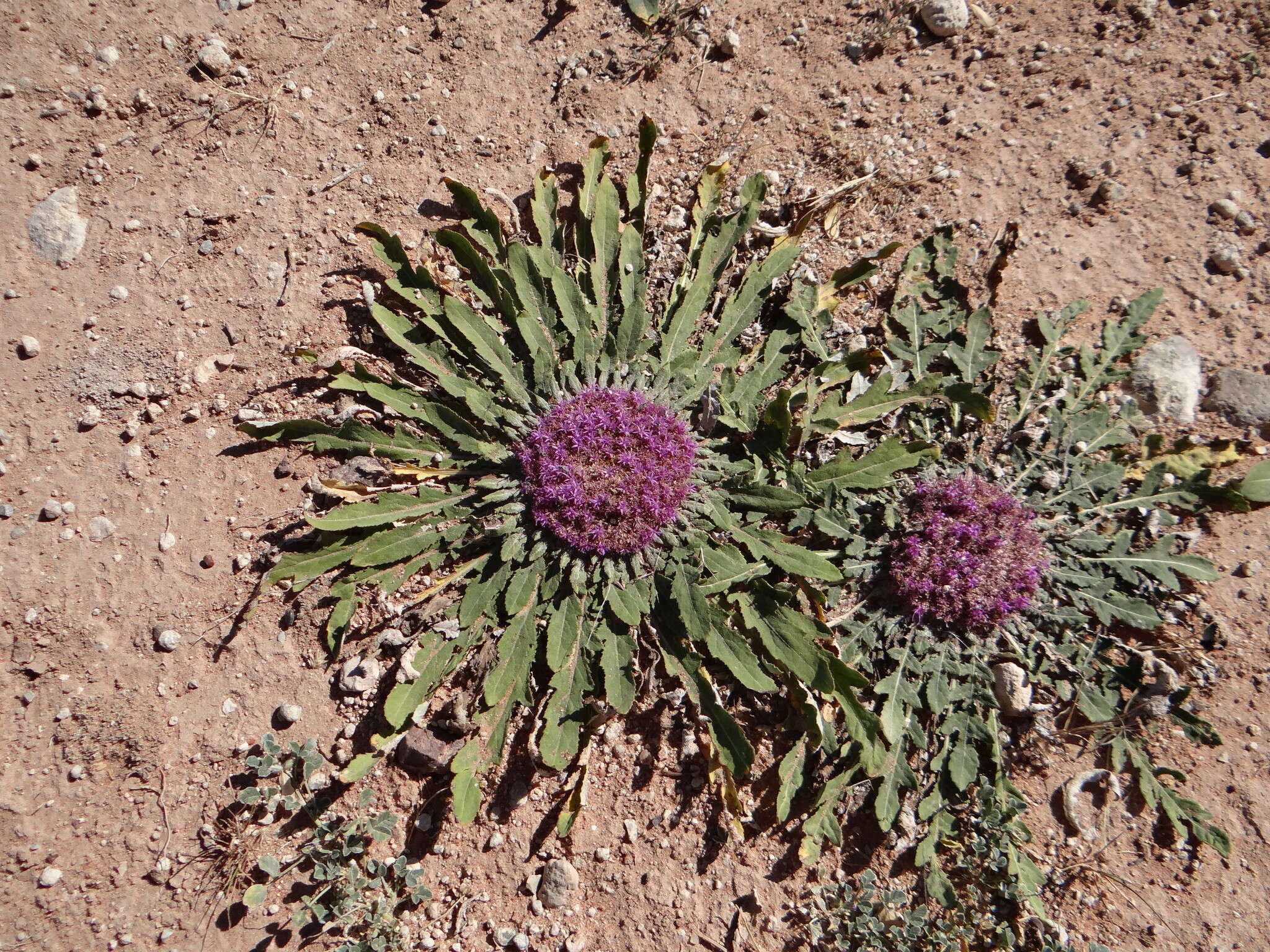 Image de Platycarphella carlinoides (Oliv. & Hiern) V. A. Funk & H. Rob.