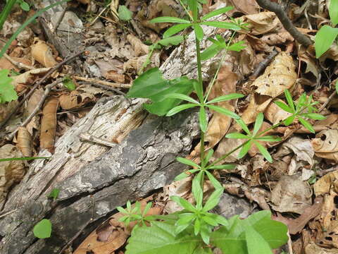 Image of Galium dahuricum Turcz. ex Ledeb.