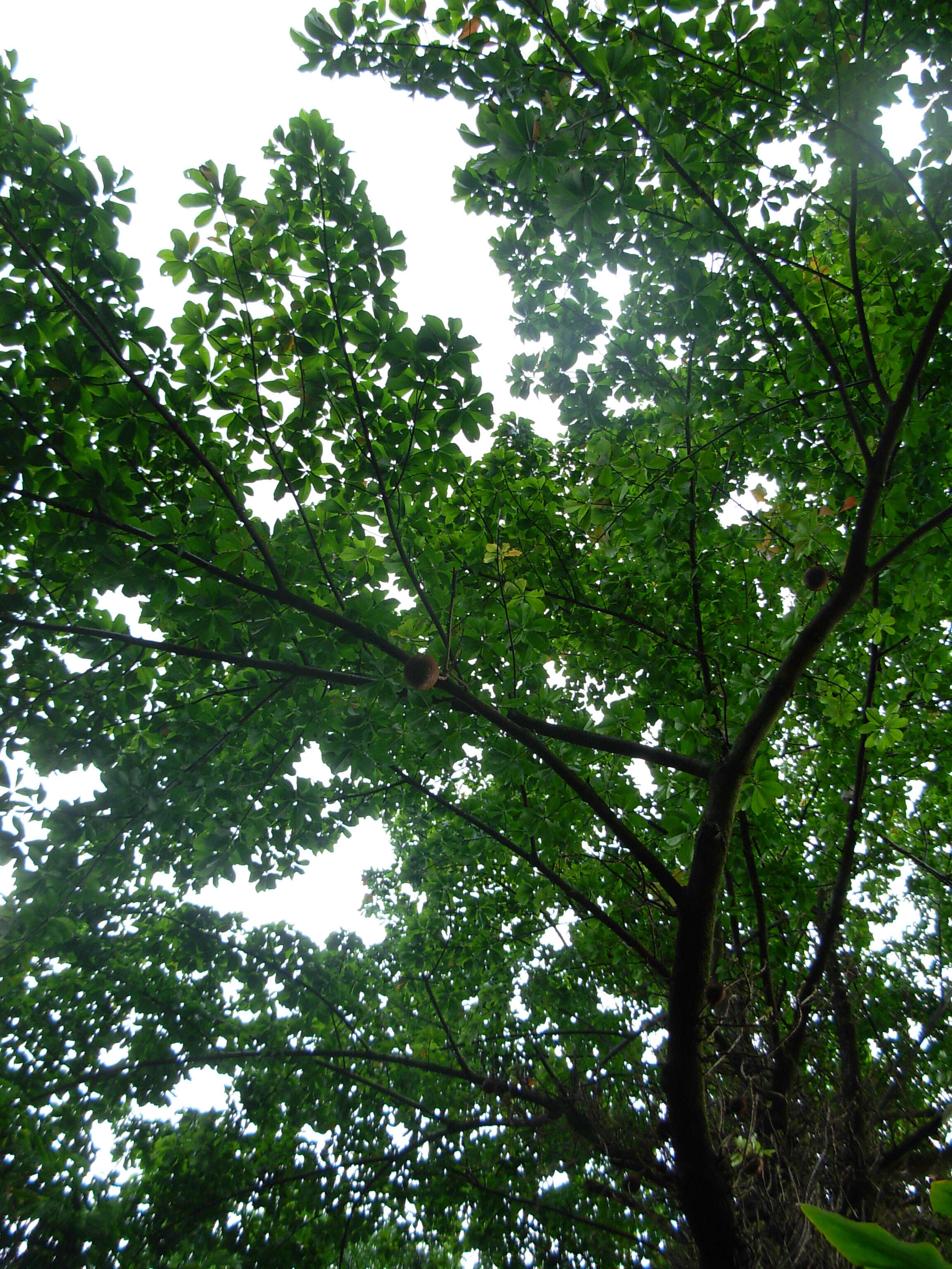 Image of Cannonball Tree