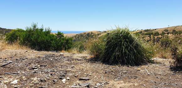 Image of Dianella brevicaulis (Ostenf.) G. W. Carr & P. F. Horsfall