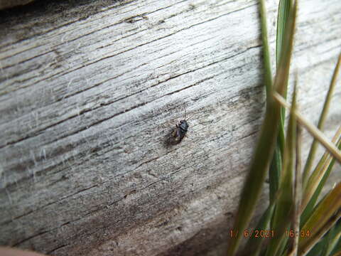 Image of <i>Geocoris uliginosus</i>