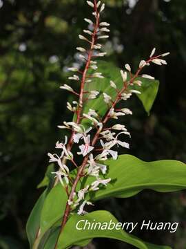 Imagem de Alpinia intermedia Gagnep.