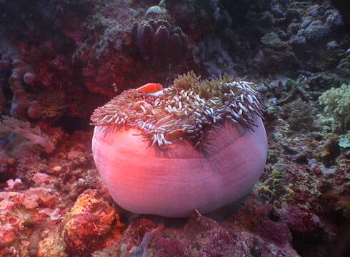 Image of Bulb-Tip Anemone