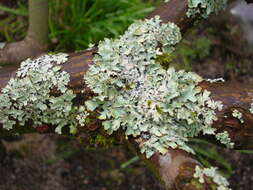 Image of shield lichen