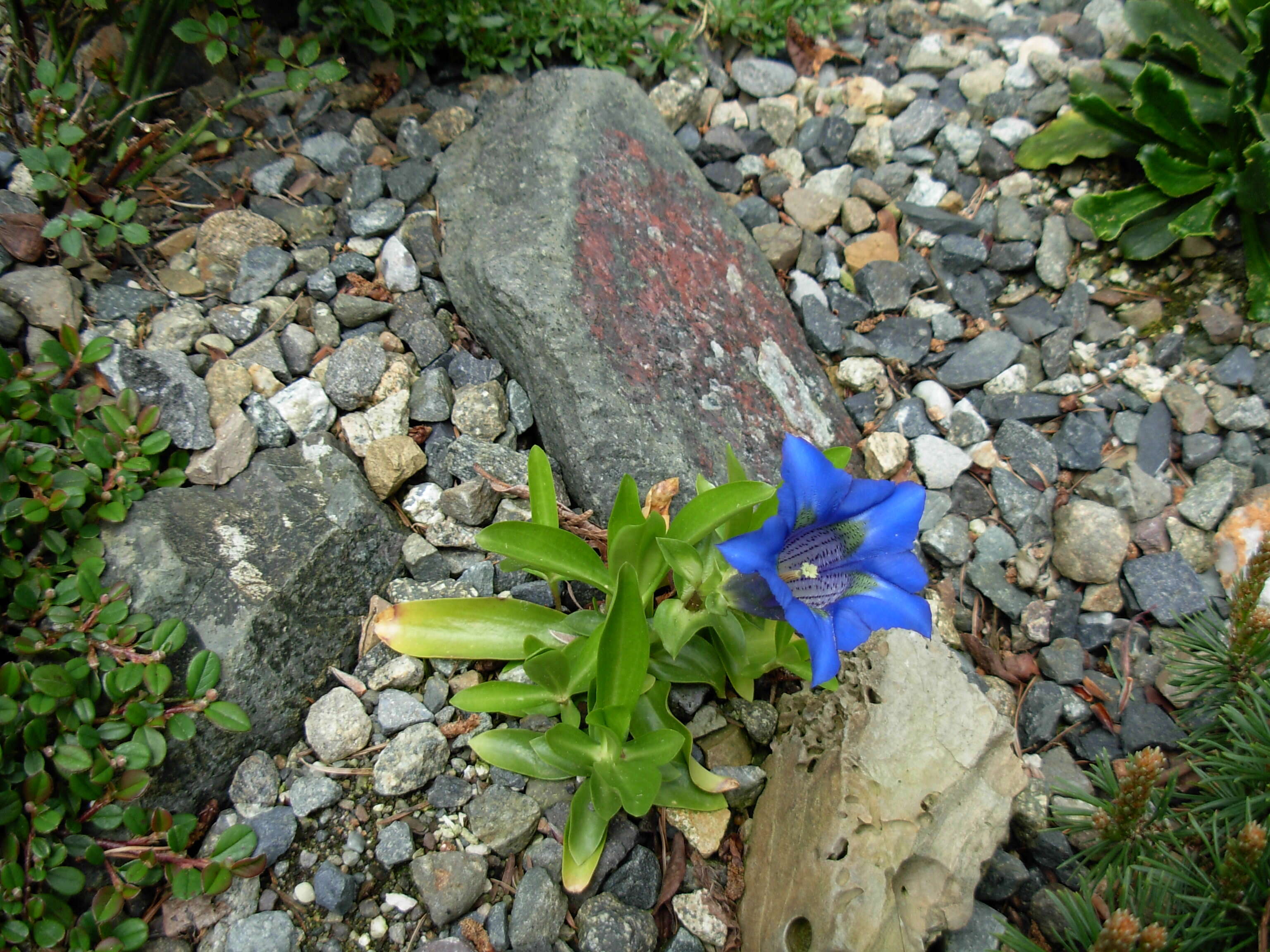 Image of Stemless Gentian