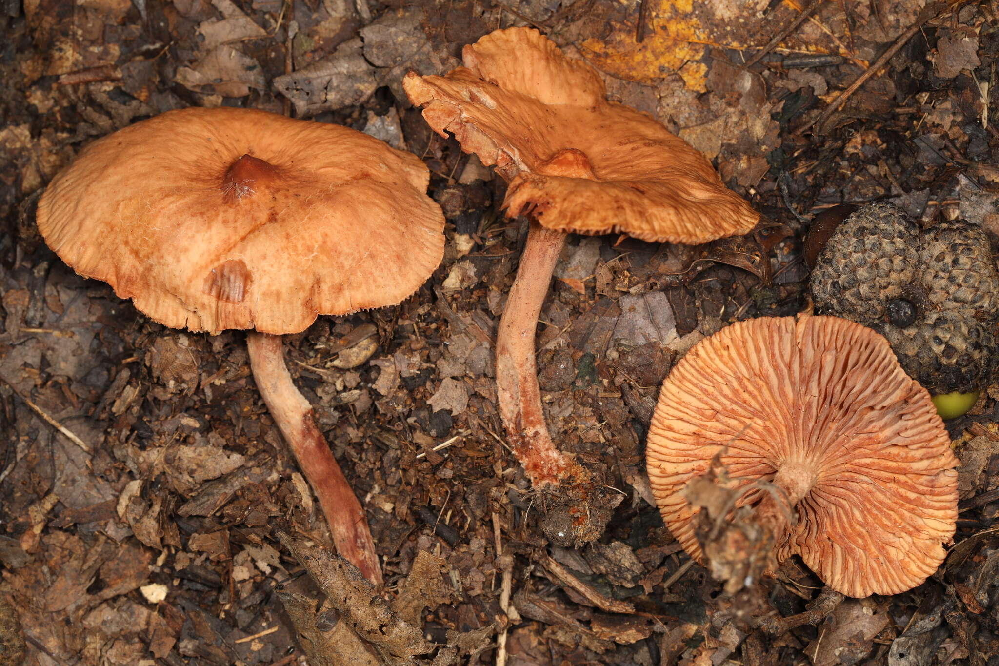 Image of Lactarius subserifluus Longyear 1902