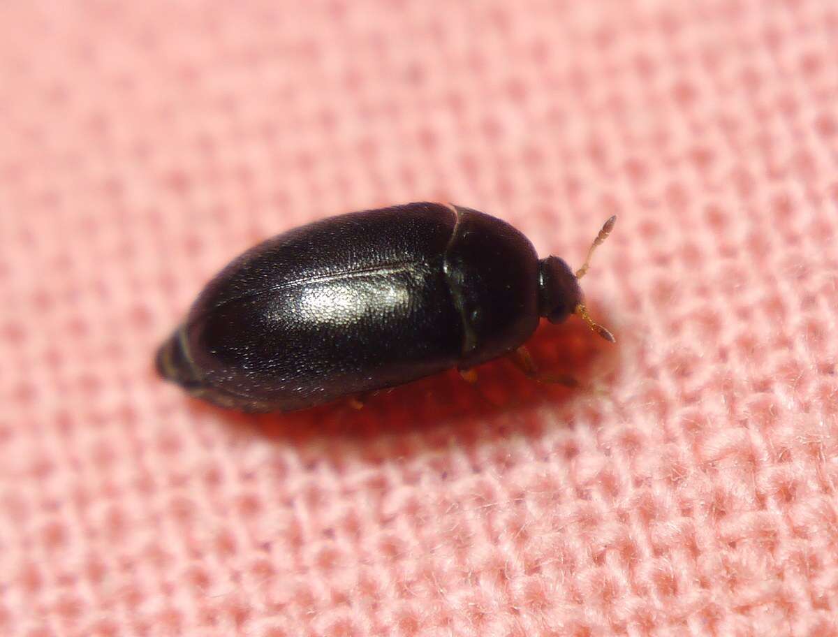 Image of Black carpet beetle