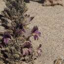 Image of desert broomrape