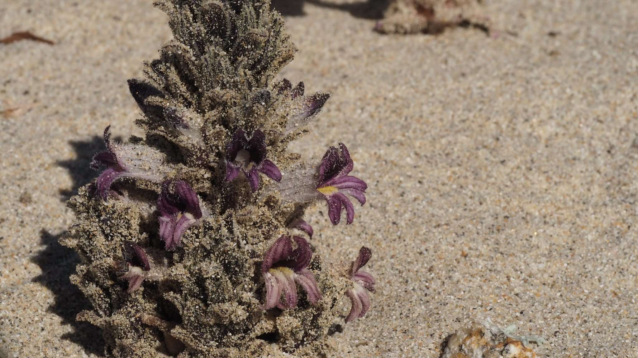 Image of desert broomrape