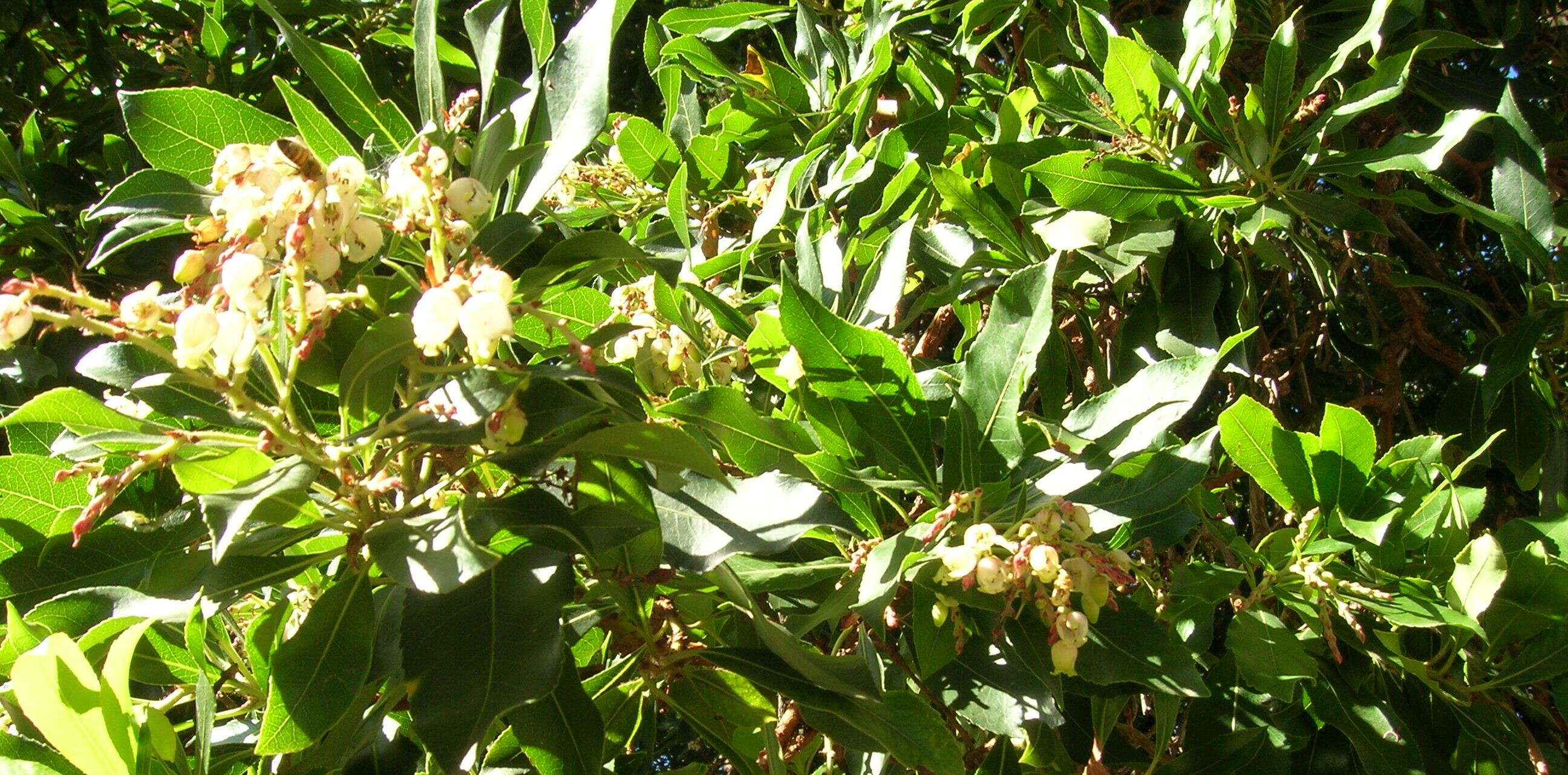 Image de Arbutus andrachne L.