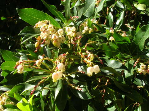 Image of Greek Strawberry-tree