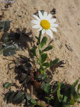 Image of Anthemis leucanthemifolia Boiss. & Blanche