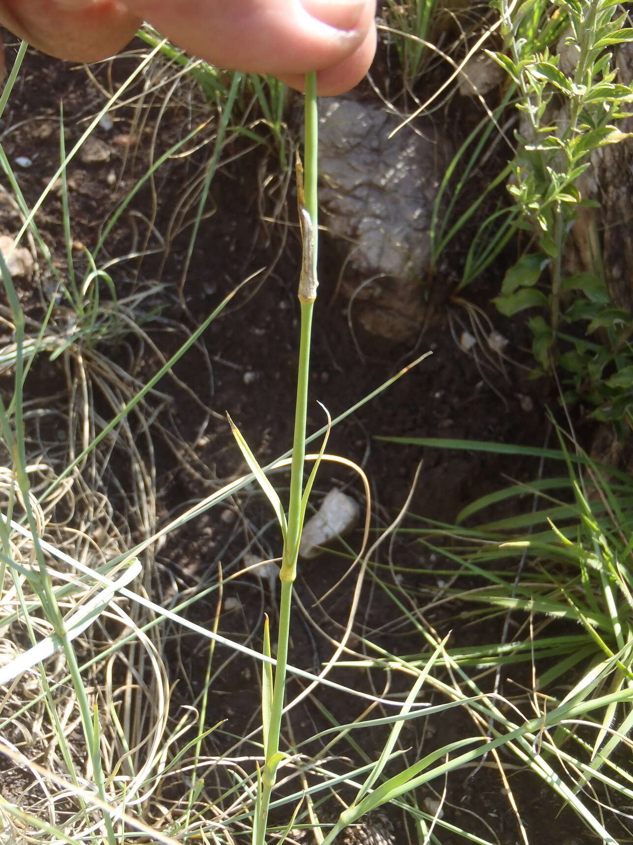 Image of Dianthus mooiensis subsp. mooiensis