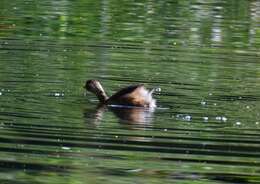 Image of Little Grebe