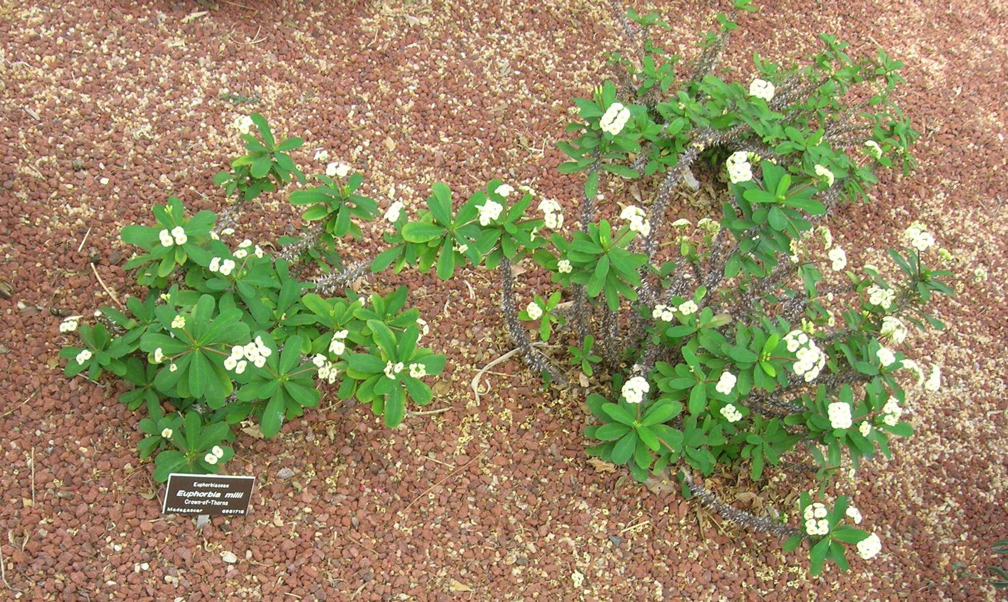 Image of Christ plant