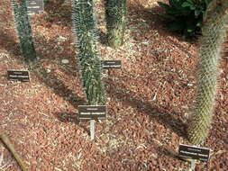 Image of Pachypodium lamerei Drake