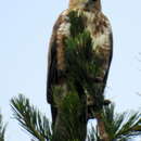 Imagem de Buteo trizonatus Rudebeck 1957