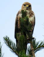 Image of Forest Buzzard