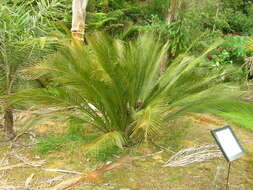 Image of Macrozamia moorei F. Muell.